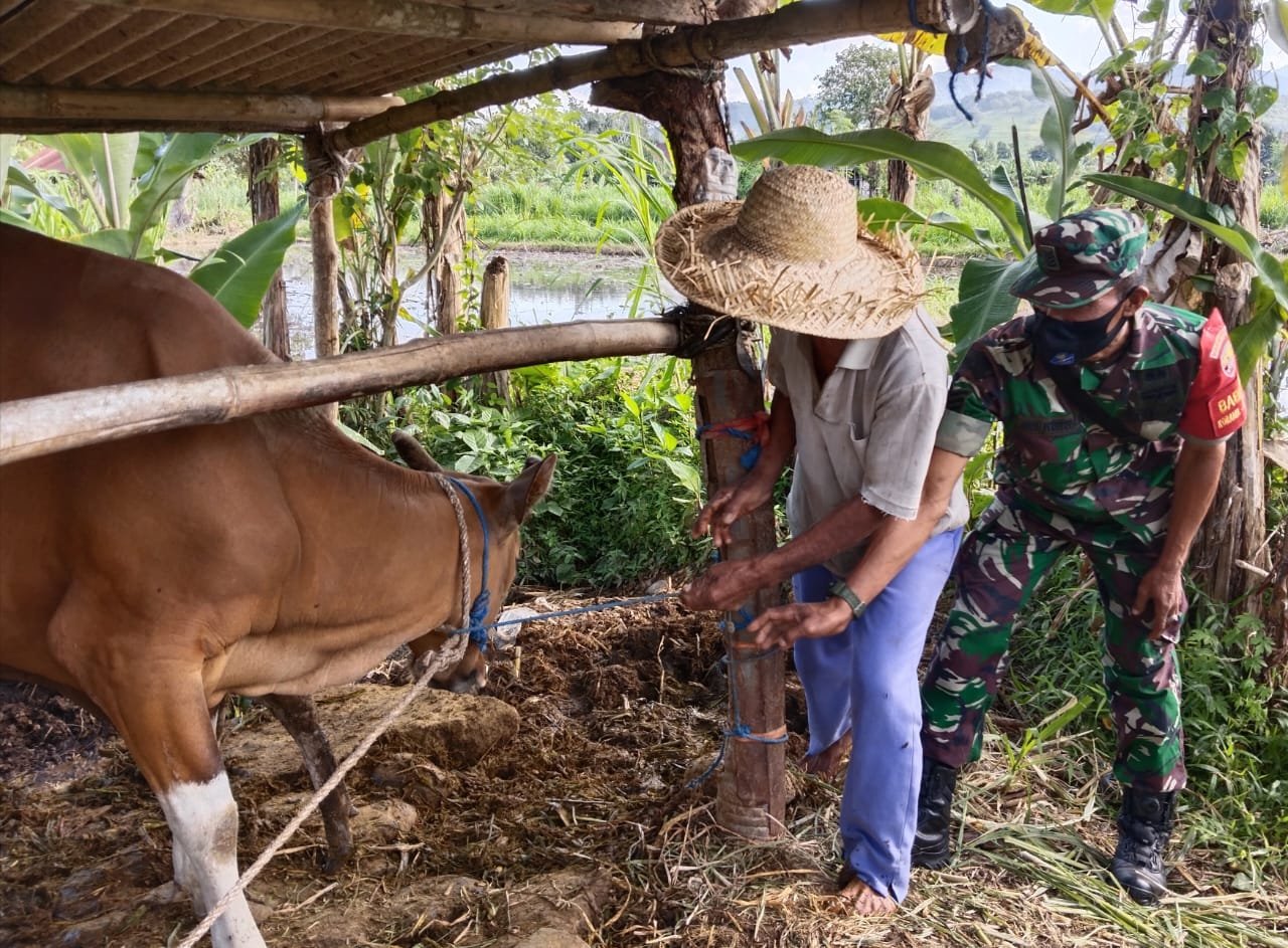 Babinsa Dampingi Tim Puskeswan Gelar Vaksinasi PMK Tahap II