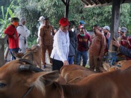 Pasca Kembali Dibukanya Pasar Hewan, Transaksi Perekonomian Kian Menggeliat