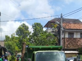 Pohon Tumbang di Musim Penghujan