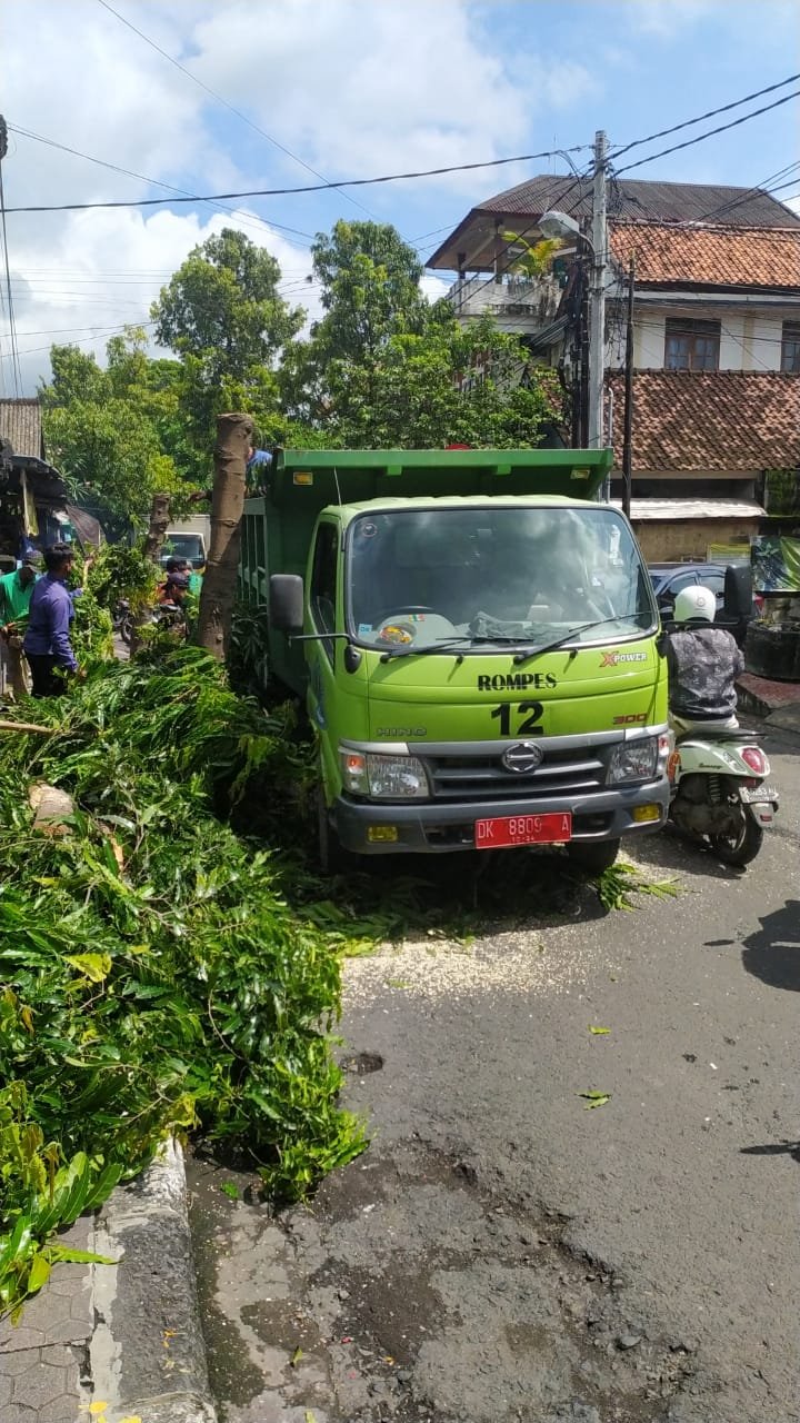 Pohon Tumbang di Musim Penghujan