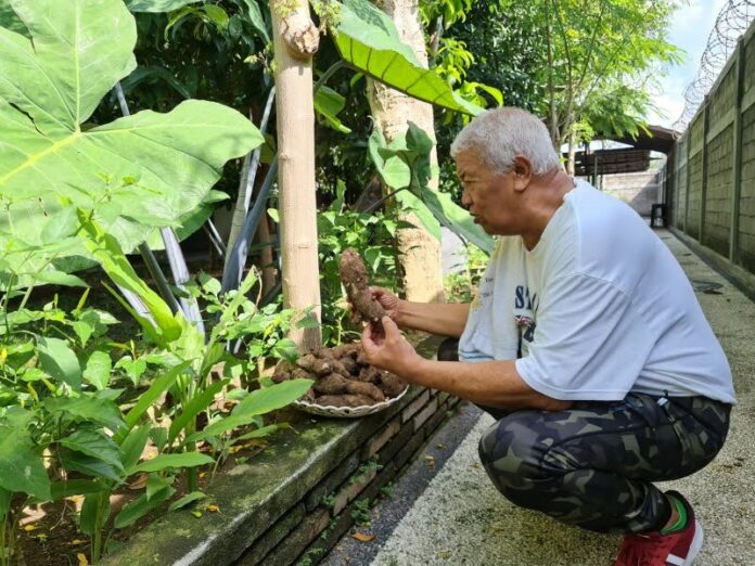 Diversifikasi Pangan