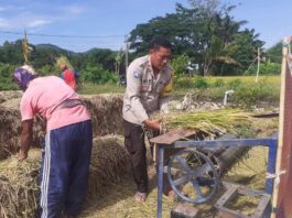 Hasil Panen Padi Melimpah