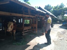 Penyebaran Penyakit Mulut dan Kuku