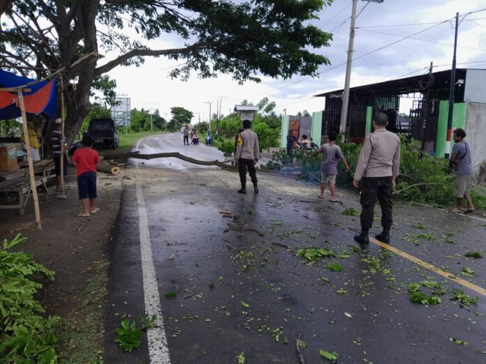 Evakuasi Pohon Tumbang