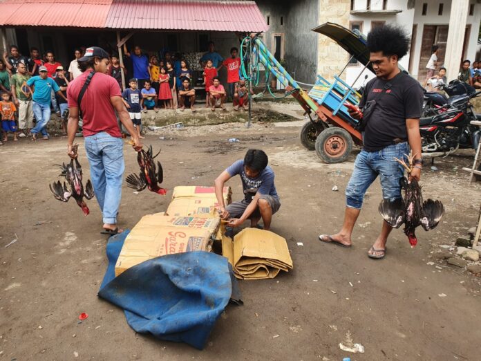 Gerebek Judi Sabung Ayam