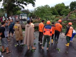 Pohon Tumbang di Lingsar