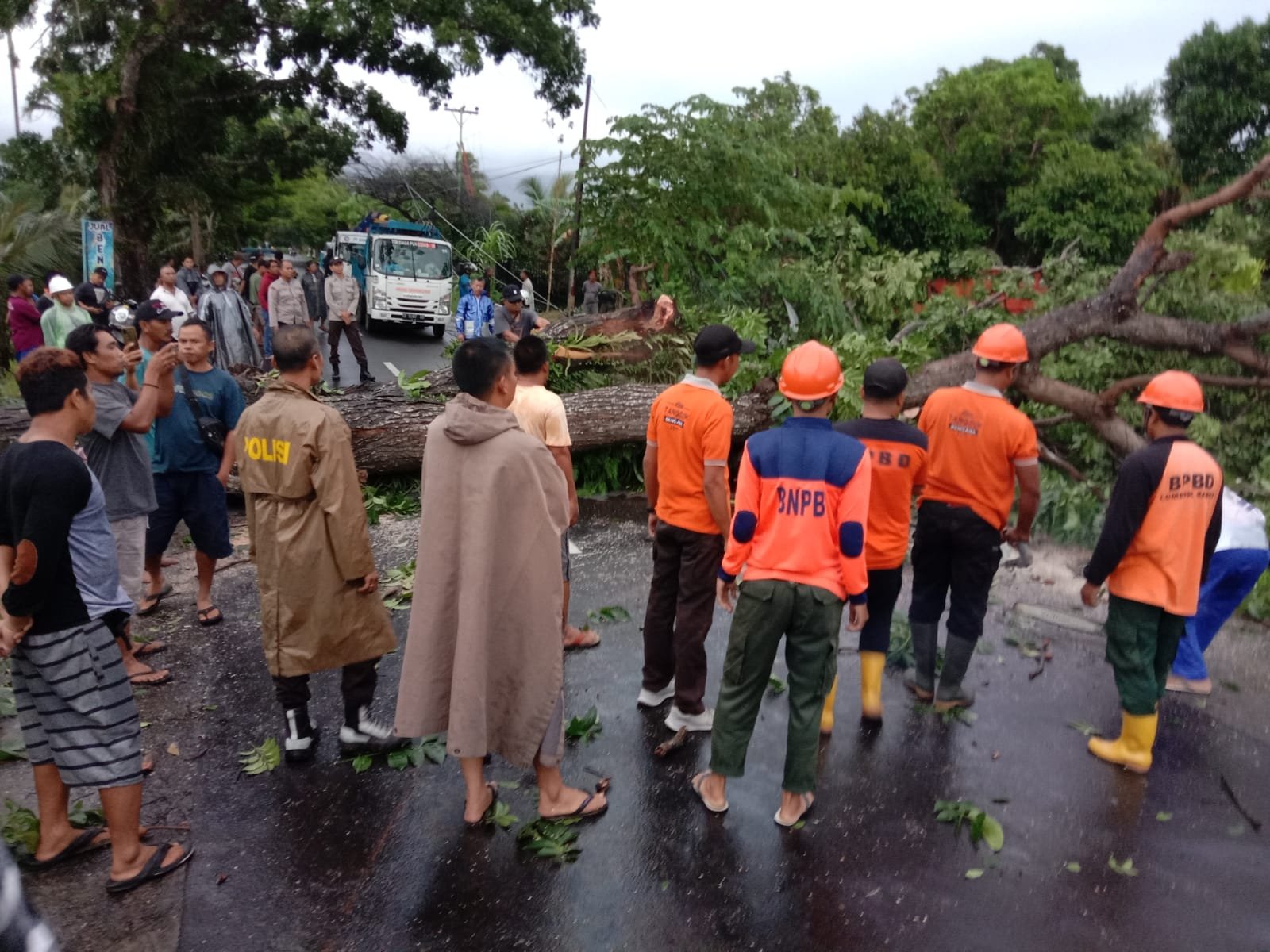 Pohon Tumbang di Lingsar