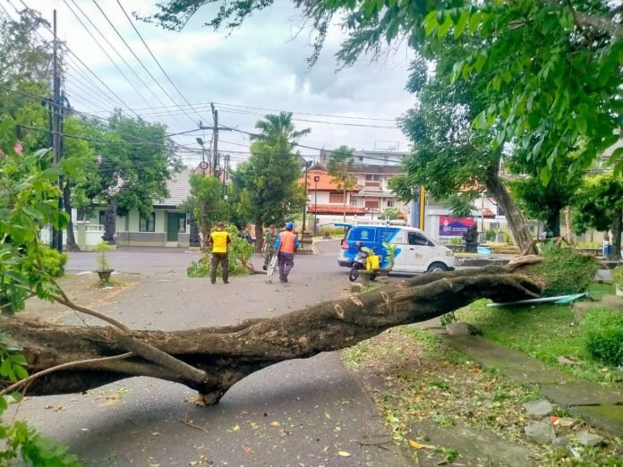 Pohon Tumbang