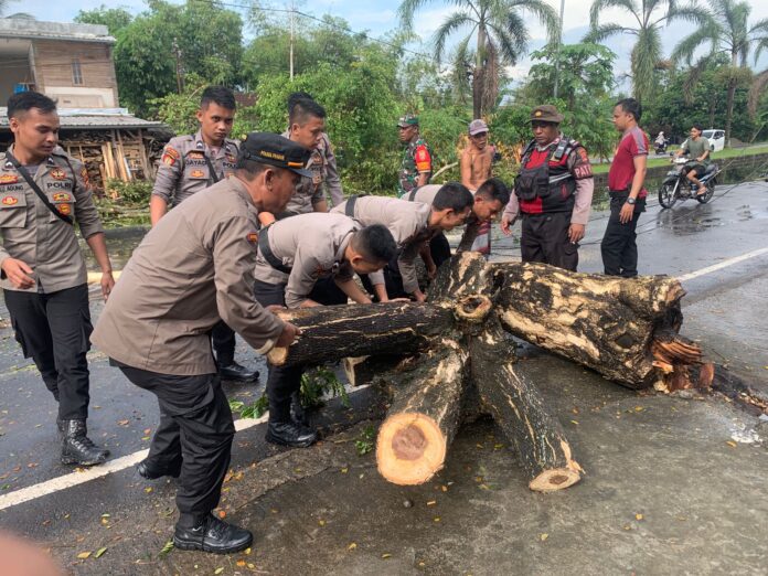 Pohon Tumbang Akibat Hujan