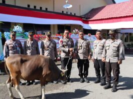 Sapi Kurban Idul Adha
