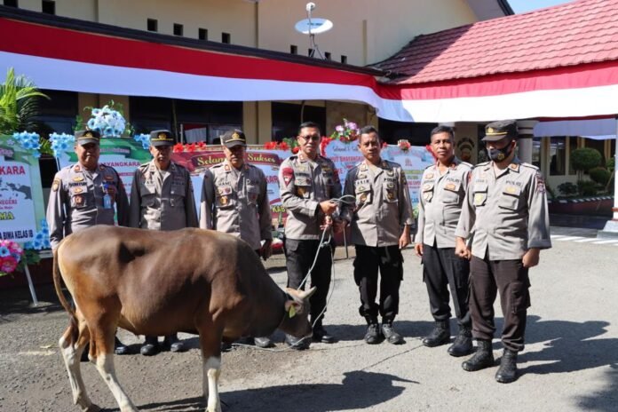 Sapi Kurban Idul Adha