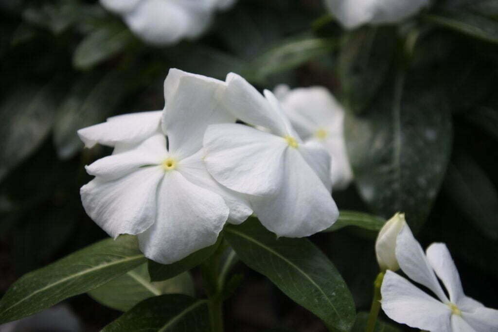 Bunga Vinca