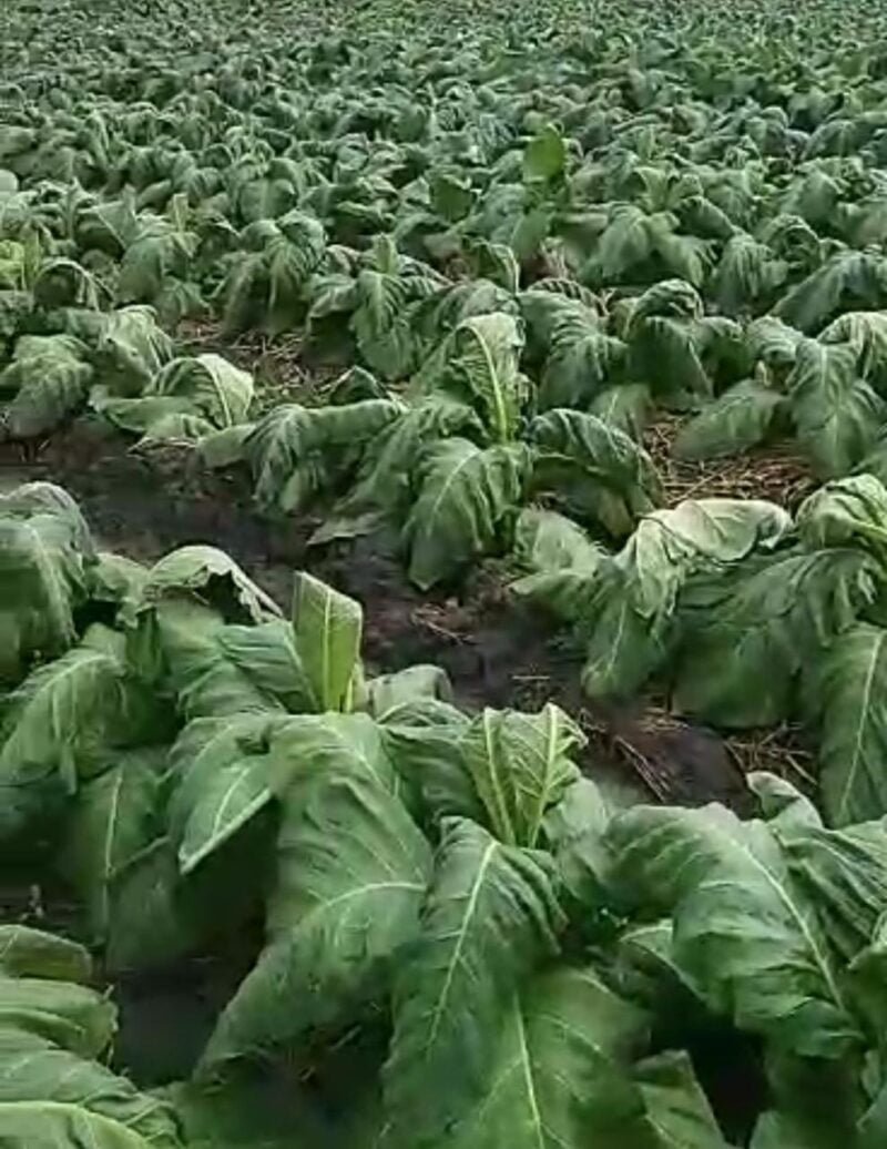 Kemarau Basah Petani Tembakau Terancam Gagal Panen Barbareto Com