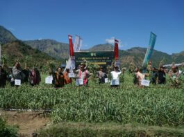 Panen Raya Bawang Putih di Sembalun