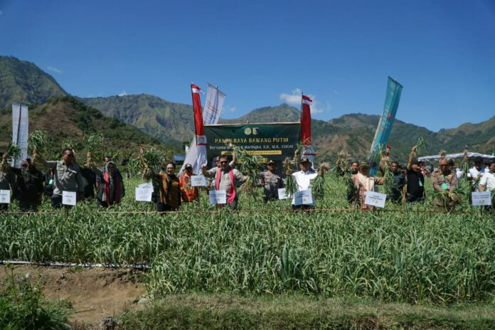 Panen Raya Bawang Putih di Sembalun