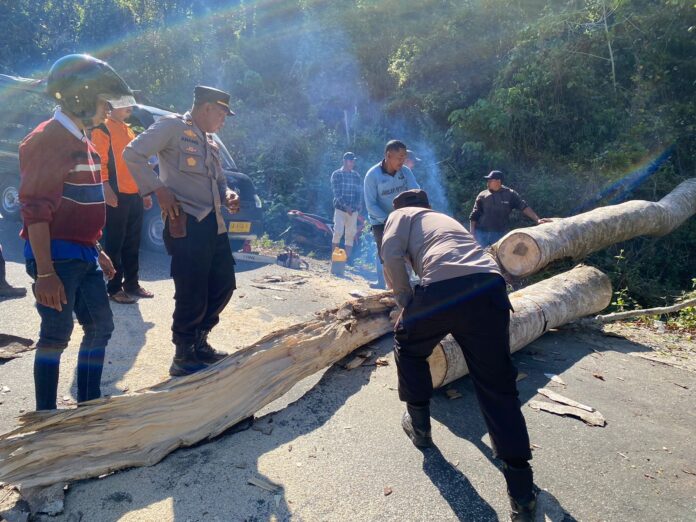 Pohon Tumbang di Brang Rea