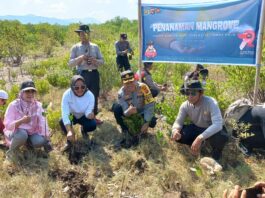 Penanaman Bibit Mangrove di Pantai