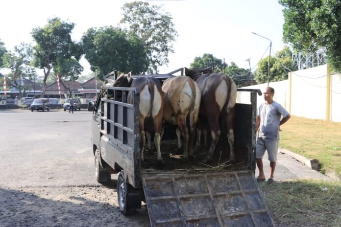 Hewan Kurban untuk Masyarakat Kurang Mampu