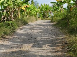 jalan rusak di desa sikur