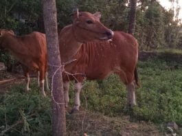 sapi