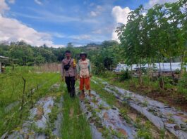 ketahanan pangan kota bima