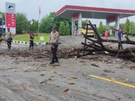 pohon tumbang di jalan