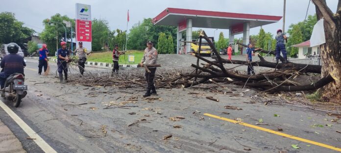 pohon tumbang di jalan