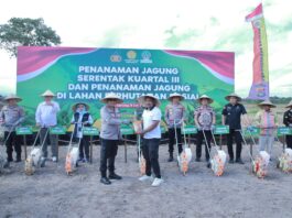Swasembada Pangan Jagung