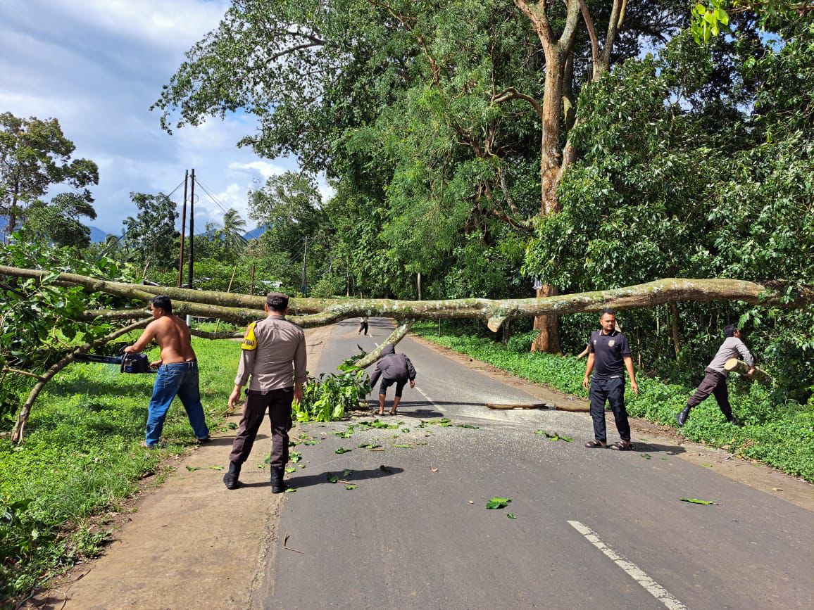 Pohon Tumbang di Jalur Wisata Suela-Sembalun