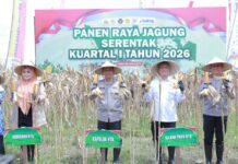 Panen Raya Jagung Serentak 2026, Kapolda NTB Turun ke Sawah panen raya jagung serentak