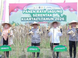 panen raya jagung serentak