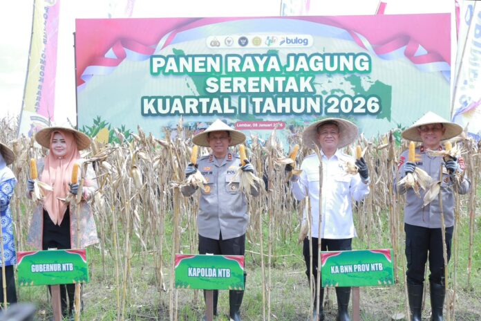 panen raya jagung serentak