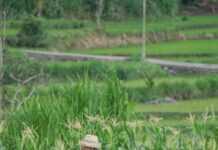 Ambisi Besar Swasembada Pangan, Profesi Petani Justru Krisis Regenerasi profesi petani