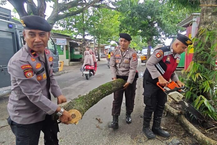 Evakuasi Pohon Tumbang